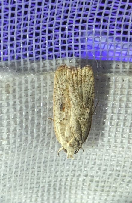 Agonopterix indéterminé 