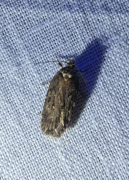 Depressaria sp. 