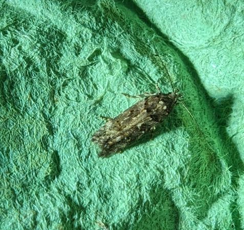 Teleiopsis diffinis 