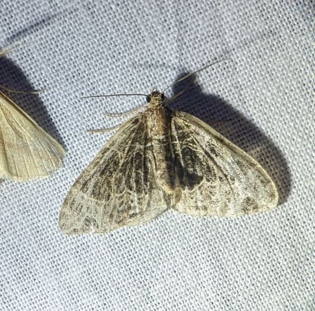 Ecliptopera silaceata 