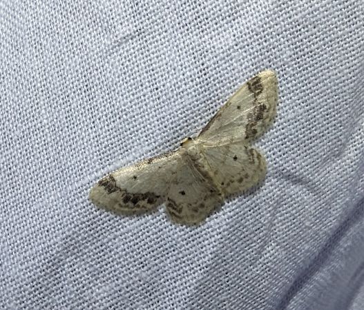 Idaea trigeminata 