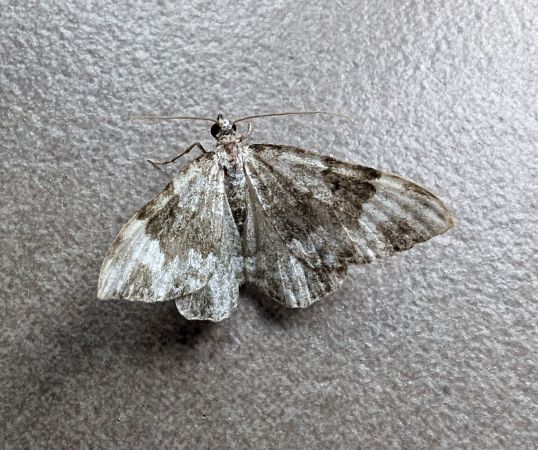 Nebula tophaceata 