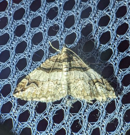 Pareulype berberata 