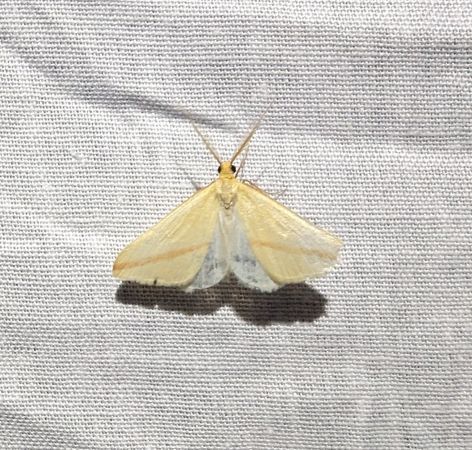 Rhodometra sacraria 
