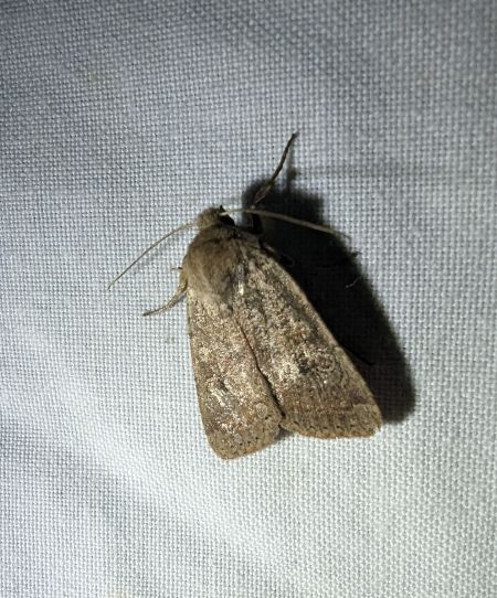 Agrochola laevis 