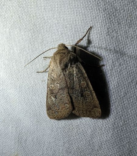 Agrochola laevis 