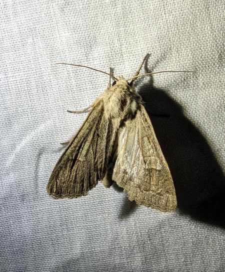 Ammoconia caecimacula 