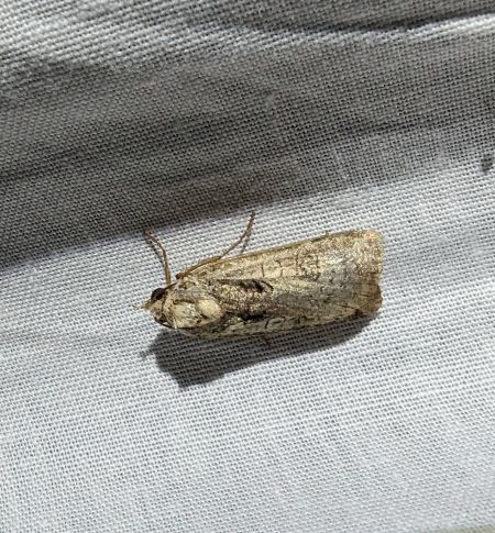 Epilecta linogrisea 