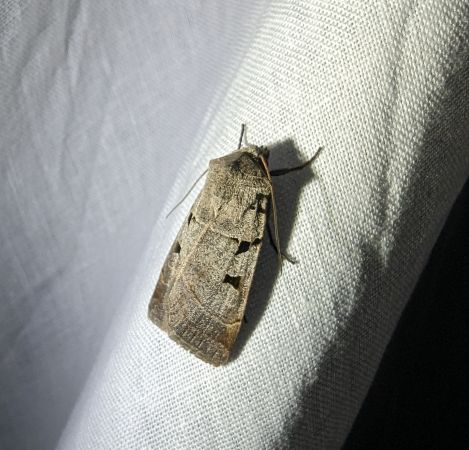Eugnorisma glareosa 
