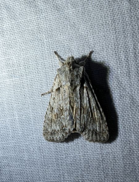Lithophane ornitopus 