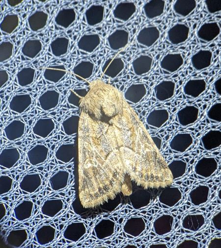 Luperina dumerilii 