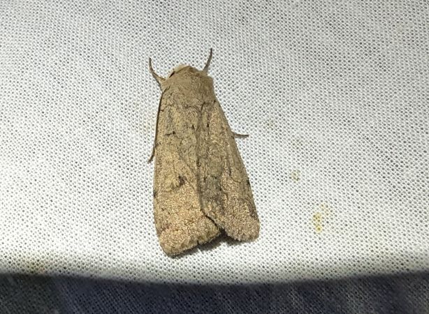 Xestia castanea 