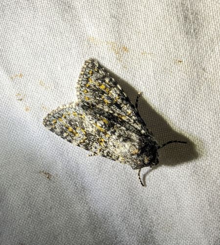 Polymixis xanthomista 