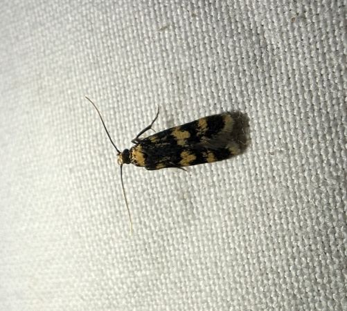 Oegoconia indéterminé 