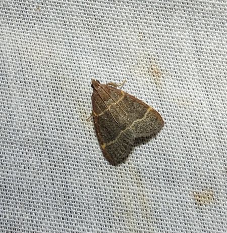 Hypsopygia glaucinalis 
