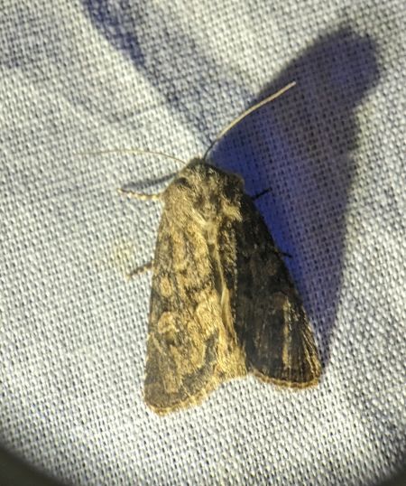 Luperina testacea 