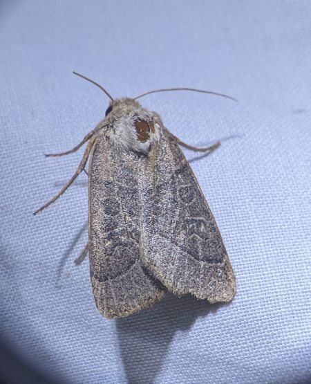 Mesogona acetosellae 