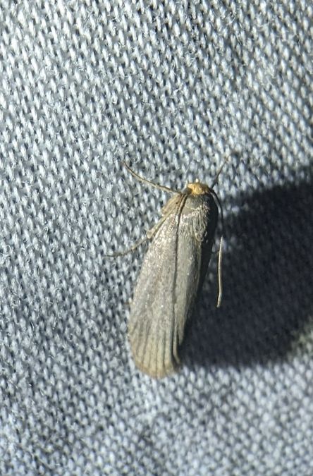 Achroia grisella 