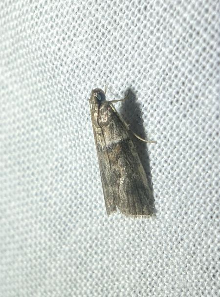 Acrobasis consociella 