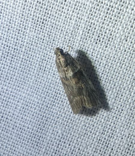 Acrobasis consociella 