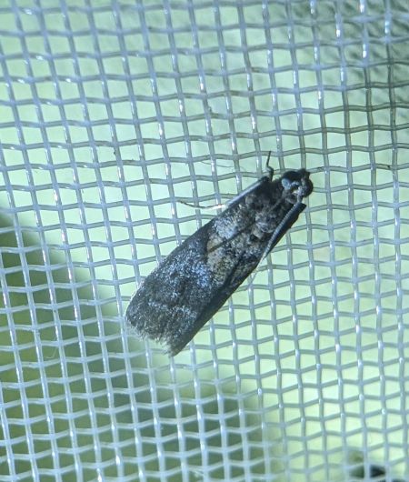 Acrobasis consociella 