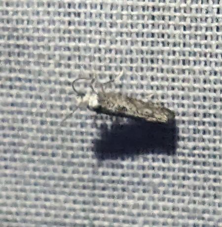 Paraswammerdamia albicapitella 