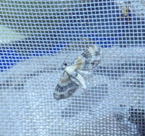 Eupithecia linariata 