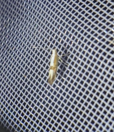 Argyresthia pruniella 