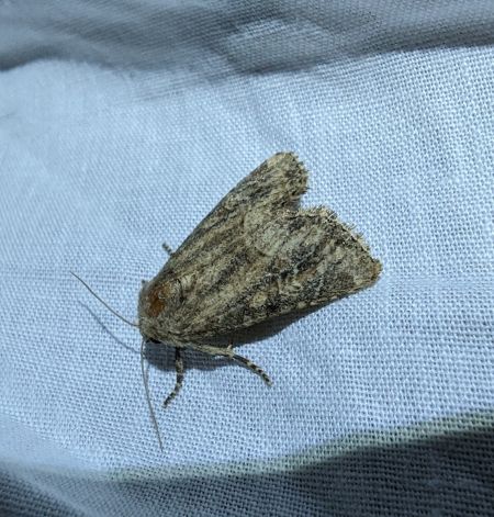 Luperina testacea 