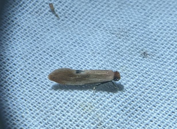 Tinea semifulvella 