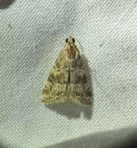 Hellula undalis 