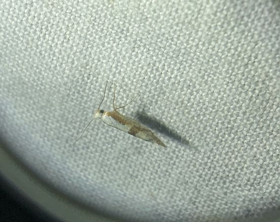 Argyresthia pruniella 