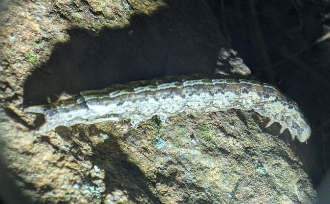 Dysgonia algira 