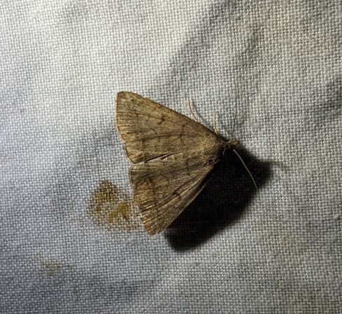 Zanclognatha lunalis 
