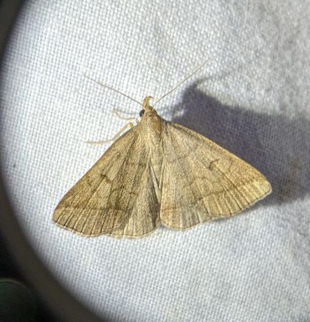 Zanclognatha lunalis 