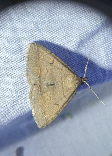 Zanclognatha lunalis 