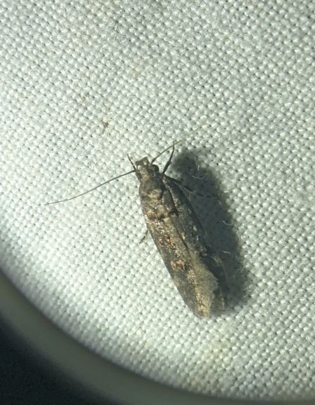 Teleiopsis diffinis 