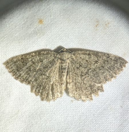 Charissa obscurata 