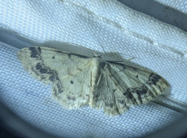 Idaea trigeminata 