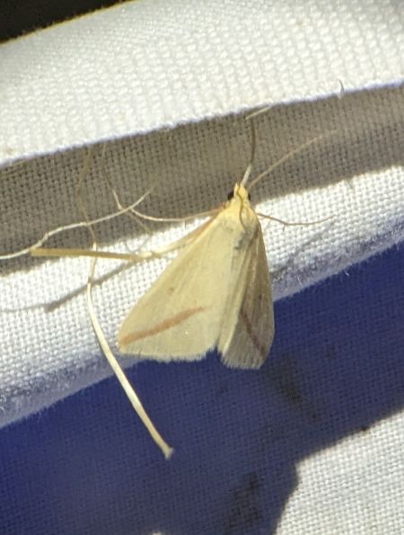 Rhodometra sacraria 