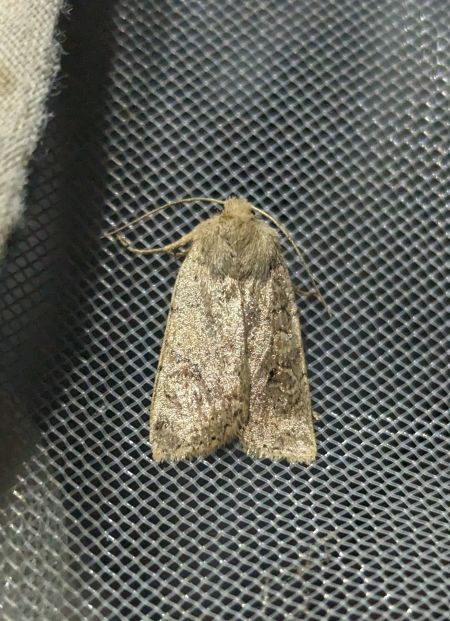 Agrochola laevis 