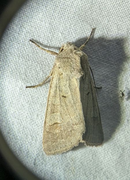 Ammoconia caecimacula 