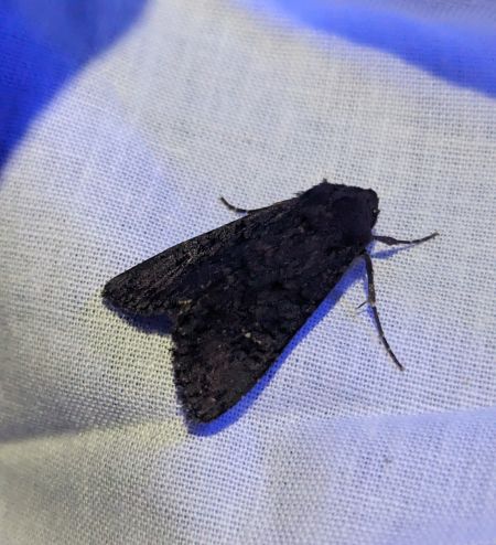 Noctuelle anthracite 