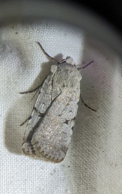 Chersotis margaritacea 