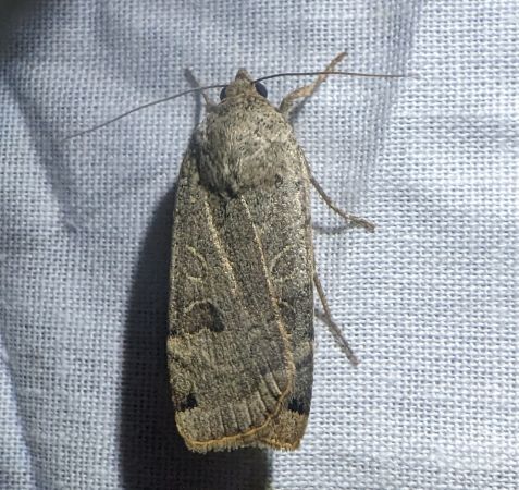 Noctua orbona 