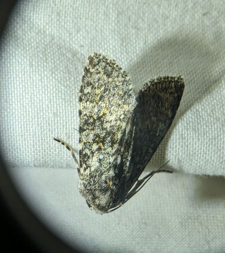Polymixis xanthomista 