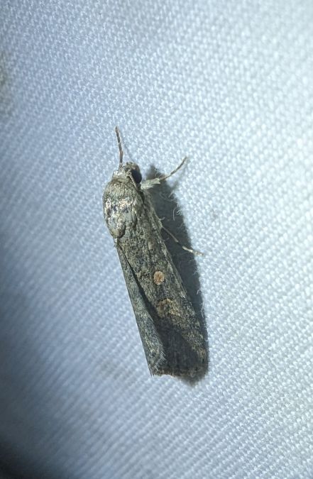 Spodoptera exigua 
