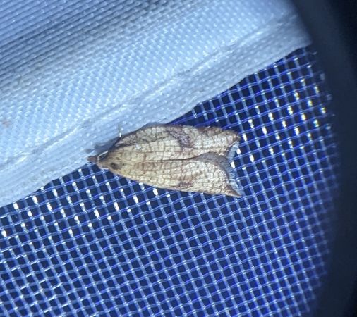 Acleris rhombana 