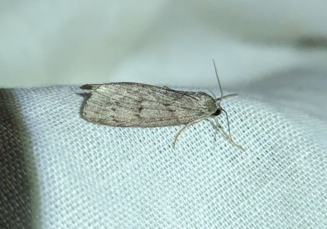 Pachycnemia hippocastanaria 