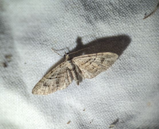 Eupithecia pusillata 